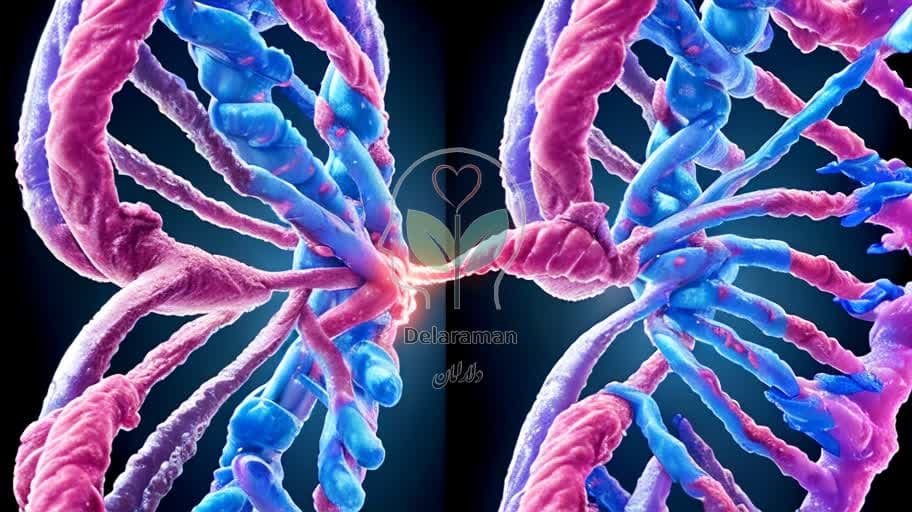 امید برای پیری: محققان توانستند با ابزار CRISPR افت حافظه مغز را در موشهای پیر معکوس کنند